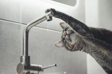 A cat with a paw on a faucet dripping
water