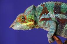 a multi-colored chameleon on blue background