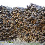 "Logs made of wood"